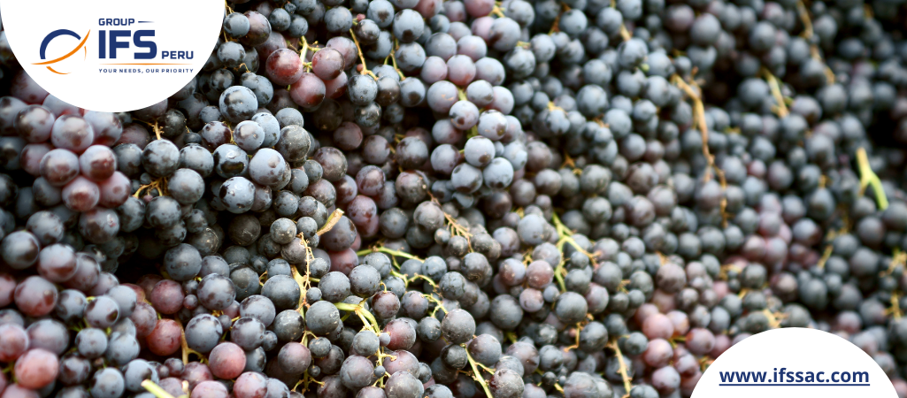 Beyond the Grapes: Bloom Fresh Predictions for the Table Grape Industry in 2024