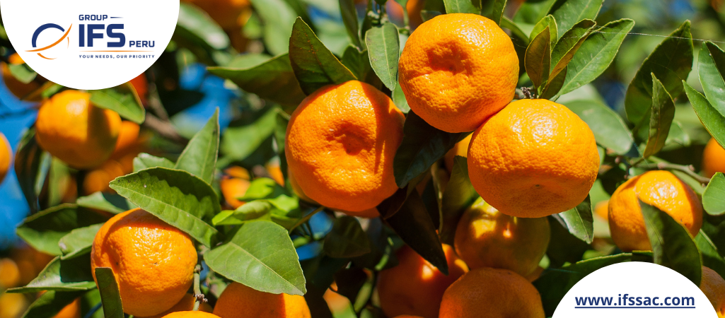 The Peruvian Citrus Sector Works to Regain Momentum