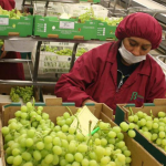 Frutas y café impulsan las agroexportaciones peruanas en el arranque del 2026