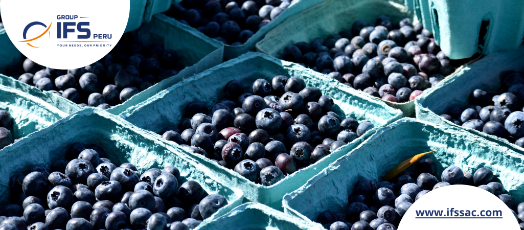 Agronometrics in Charts: Peru's blueberry industry faces climate uncertainty as El Niño risk builds